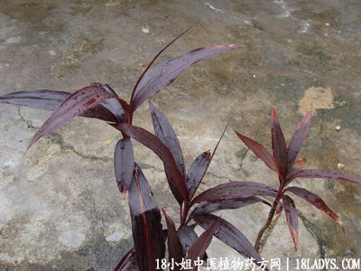 红铁树(中药材植物名:铁树)(植物科目:龙舌兰科