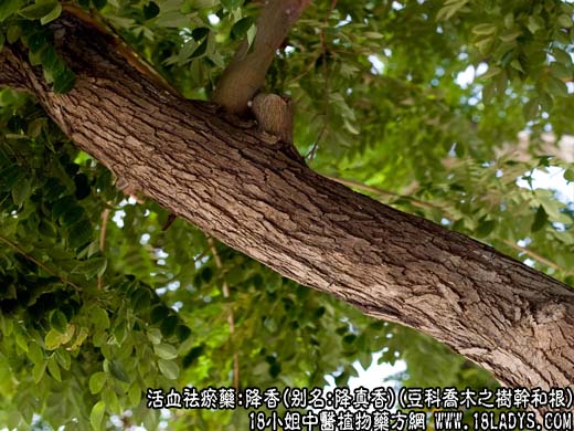 降香(豆科乔木之树干和根)_降香的功效与作用