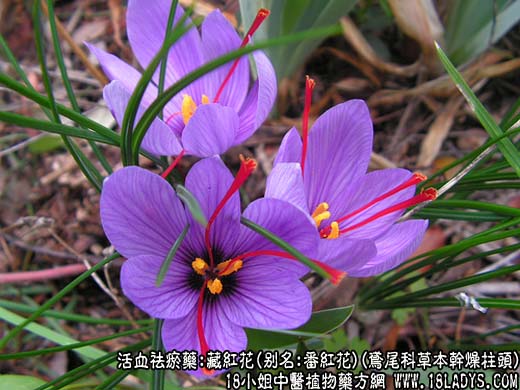 藏红花(鸢尾科草本干燥柱头)_藏红花的功效与作用