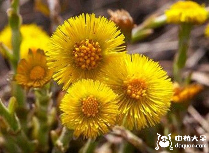 中药大全 中药材价格款冬花一般生长在山谷湿地和林下,属于菊科款冬属