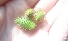 奶奶用偏方苍耳草治好几十年的风湿病【真实体验】