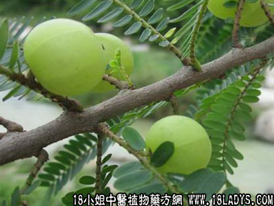 油柑子(中药材植物名:余甘子)(植物科目:大戟科)