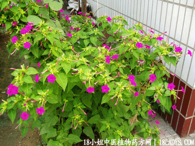 入地老鼠(中药材植物名:紫茉莉)(植物科目:紫茉莉