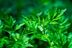 艾叶泡脚可以治疗月经不调吗，艾草泡脚治子宫肌瘤吗