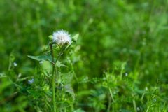 蒲公英能和枸杞一起泡水喝吗，蒲公英和枸杞泡水喝的功效