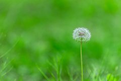 蒲公英怎么泡水喝最好，3种蒲公英的养生茶做法