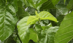 桑叶茶可以天天喝吗，桑叶茶每天喝多少