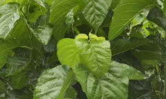 桑叶茶的功效，杜仲桑叶茶的功效与作用