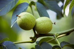 核桃花怎么吃，核桃花食用方法