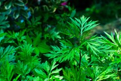 驱蚊草真的能驱蚊吗，驱蚊草有哪几种